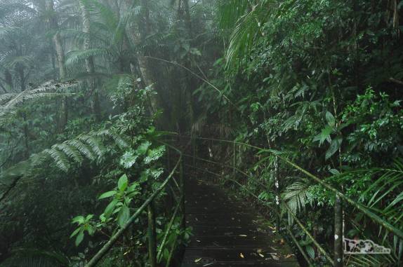Trilha em meio à vegetação densa na parte baixa do Parque Nacional da Serra dos Órgãos, no Rio de Janeiro, portaria de Teresópolis